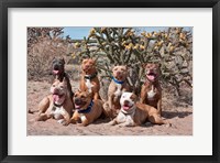 Framed American Pitt Bull Terrier dogs, cactus