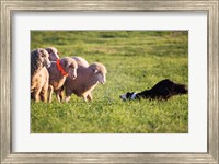 Framed Purebred Border collie dog and Merino sheep