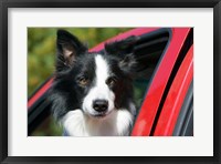 Framed Purebred Border Collie dog, red truck window