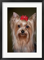 Framed Show Yorkshire Terrier Dog with red bow