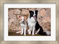 Framed adult Border Collie dog with puppy