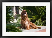 Framed Irish Setter dog surrounded by cycads