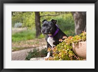 Framed Staffordshire Bull Terrier dog in a garden