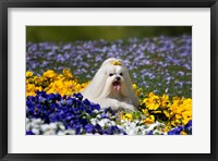 Framed USA, California Maltese lying in flowers with yellow bow