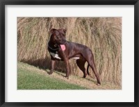 Framed American Pitt Bull Terrier dog