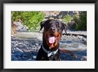 Framed USA, California Rottweiler smiling