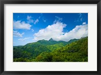 Framed Puerto Rico, El Yunque National Forest, Rainforest