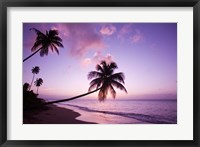 Framed Palm Trees at Sunset, Coconut Grove Beach at Cade's Bay, Nevis, Caribbean