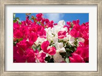 Framed Bougainvillea, Cayman Brac, Cayman Islands, Caribbean