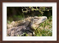 Framed Iguanas (Lizard), Cayman Islands, Caribbean