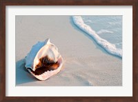 Framed Conch Shell At Sunset, St Martin, Caribbean