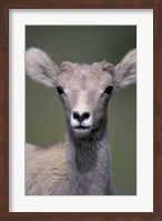 Framed Bighorn Sheep, Banff National Park, Alberta, Canada