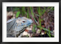 Framed Iguana lizard, Queen Elizabeth II Park, Grand Cayman