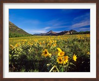 Framed Arrowleaf balsomroot flowers, Waterton Lakes NP, Alberta