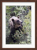 Framed Grizzly bear in Kootenay National Park, Canada