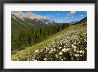 Framed Oxeye daisy flowers, Kananaskis Range, Alberta