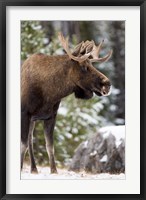 Framed Alberta, Jasper National Park Bull Moose wildlife