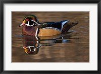 Framed Close up of Wood duck, British Columbia, Canada