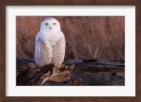 Framed Snowy owl, British Columbia, Canada