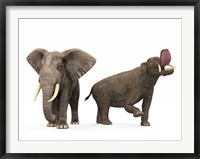 Framed adult Platybelodon compared to a modern adult African Elephant