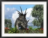 Framed Styracosaurus samples flowers of the order Ericales