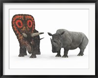 Framed adult Torosaurus compared to a modern adult White Rhinoceros