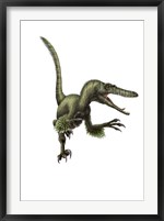 Framed Velociraptor, white background