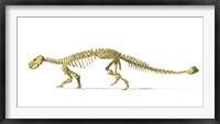 3D Rendering of an Ankylosaurus Dinosaur Skeleton Framed Print
