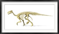 3D Rendering of an Lguanodon Dinosaur Skeleton Framed Print