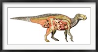 Framed Internal anatomy of an Iguanodon dinosaur