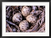 Framed Nightjar Nest and Eggs, Thaku River, British Columbia, Canada