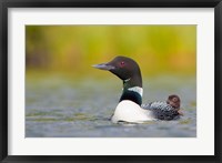 Framed British Columbia, Common Loon, breeding plumage