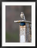 Framed Mountain Bluebirds, British Columbia, Canada