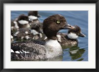 Framed Barrow's Goldeneye Female with Chicks, Lac Le Jeune, British Columbia, Canada