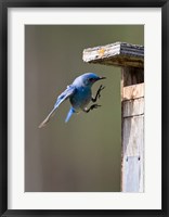 Framed British Columbia, Mountain Bluebird