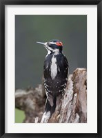 Framed British Columbia, Downy Woodpecker bird