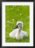 Framed Mute swan cygnet, Stanley Park, British Columbia