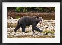 Framed Grizzly bear fishing for salmon in Great Bear Rainforest, Canada