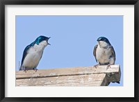 Framed British Columbia, Tree Swallows perched on bird house