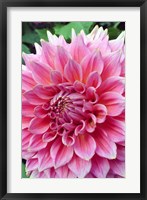 Framed Dahlia flower, Butchart Gardens, British Columbia