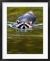 Framed Common Raccoon, Stanley Park, British Columbia