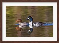 Framed British Columbia, near Kamloops, Common Goldeneye ducks