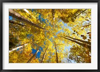 Framed Aspens on the Canon Brook Trail