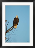 Framed Bald Eagle, Vancouver, British Columbia, Canada