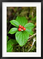 Framed Temperate Rainforest Berries, Bramham, British Columbia