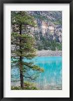 Framed Pine tree, Moraine Lake, Banff National Park, Canada