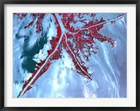 Framed False Color Satellite View of the Very tip of the Mississippi River Delta