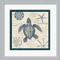 Framed 'Ocean Life VI' border=