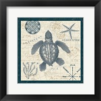 Ocean Life VI Framed Print