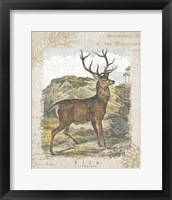 Framed 'Woodland Stag I' border=